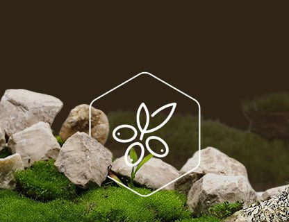 CyanthOX™50, a szuper-növénykivonat