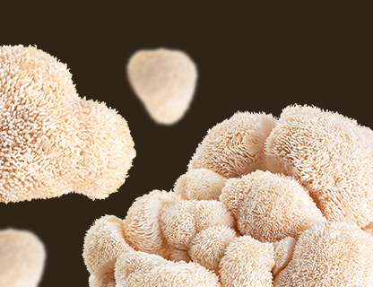 Lion’s Mane, a szellemi frissesség ritkasága