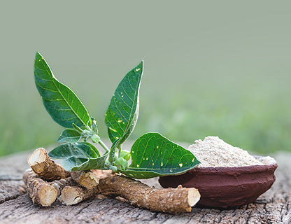 Gyökér és levél felhasználása