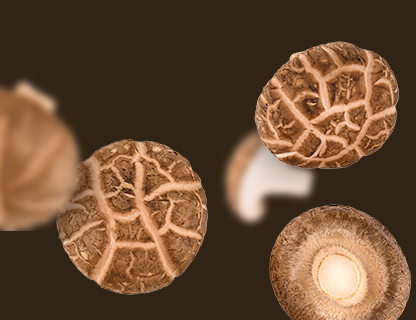 Shiitake, a Távol-Kelet nemese