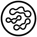 Inulin prebiotikummal
