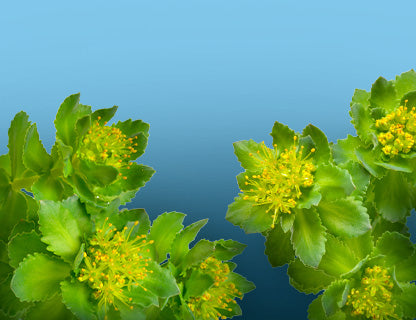 A fókusz és jelenlét növénye a hagyomány szerint