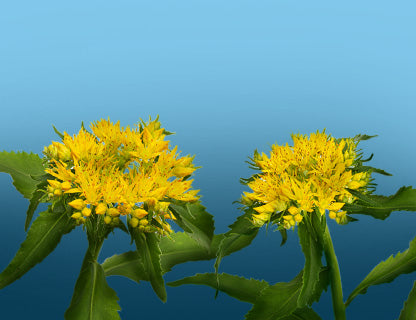 Miért hívják “aranygyökérnek”?